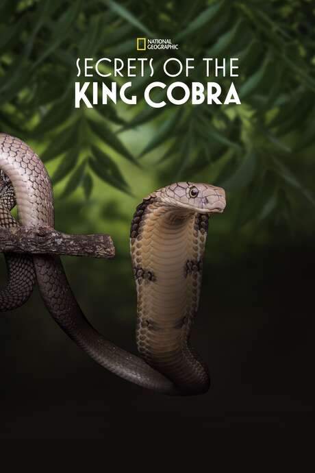 Secrets of the King Cobra